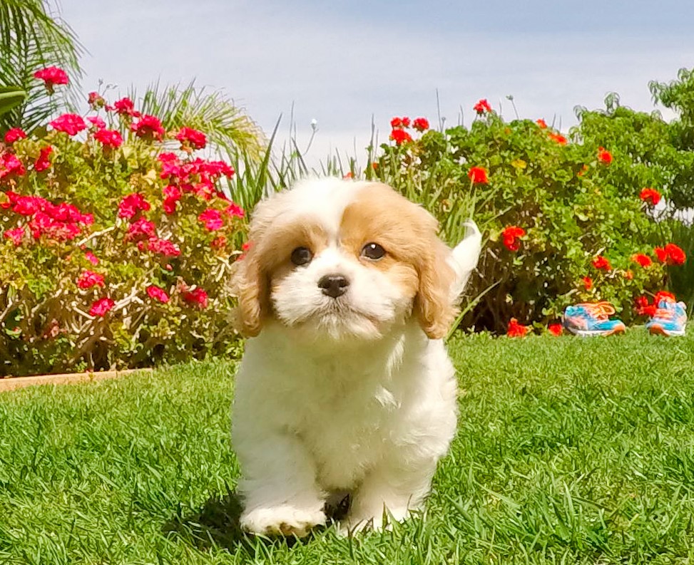 toy cavachon puppies for sale near me
