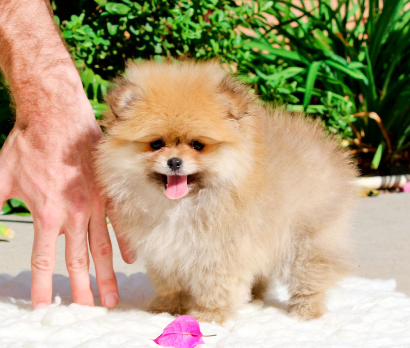 teacup pomchi puppies for sale