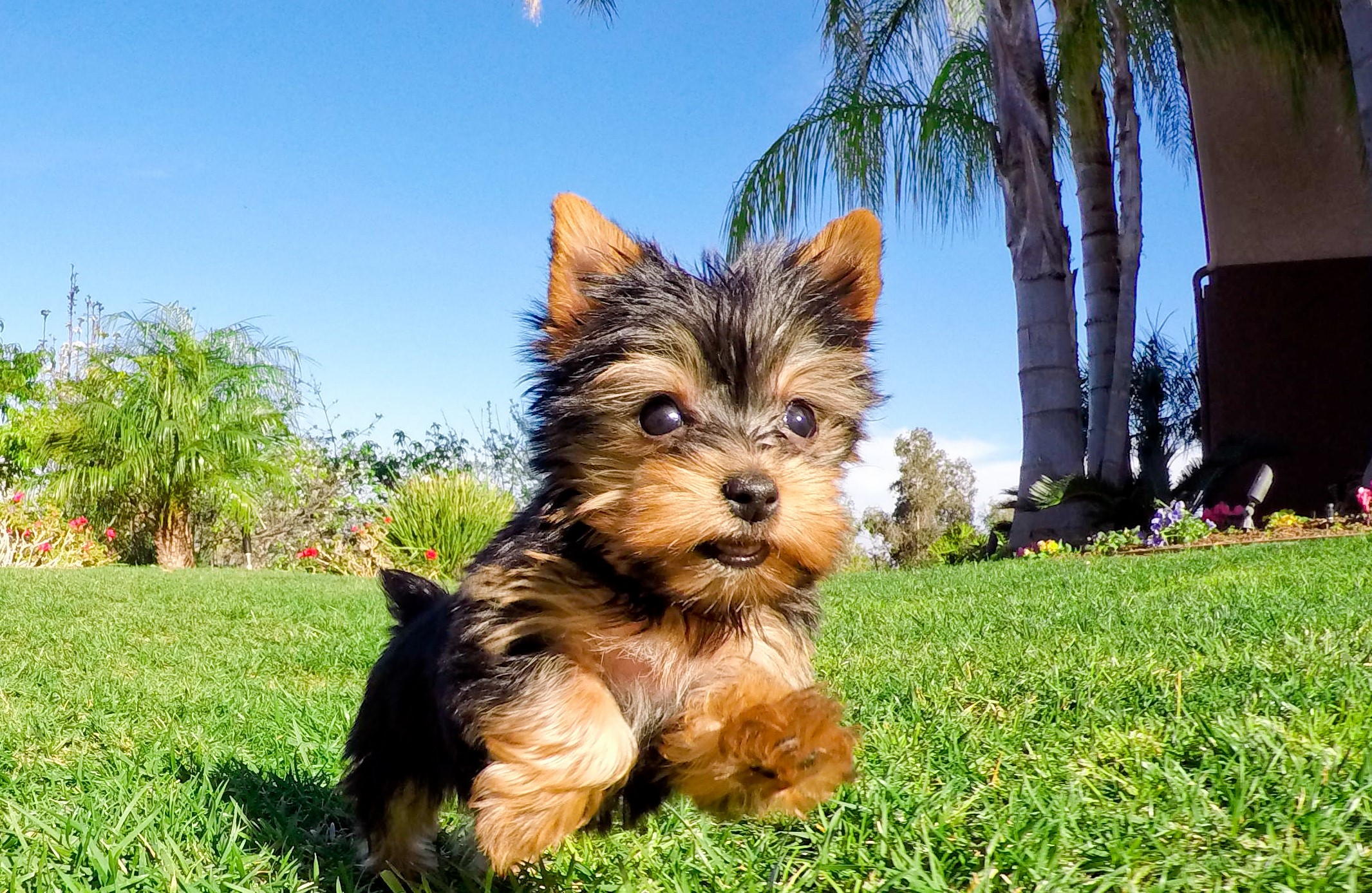 yorkshire terrier puppies for sale