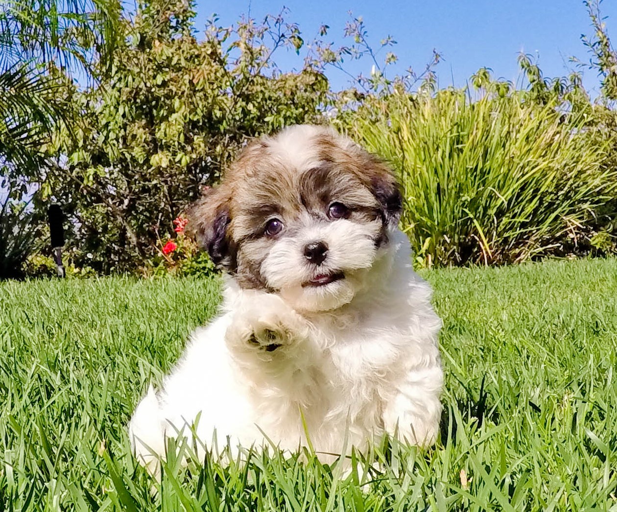 miniature teddy bear puppies for sale