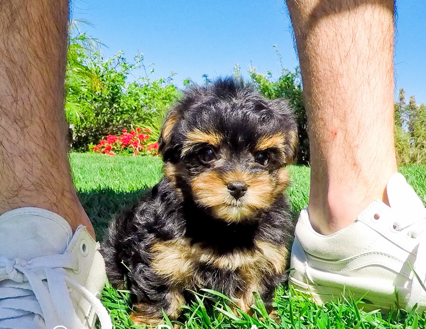 cheap yorkie poo puppies for sale near me