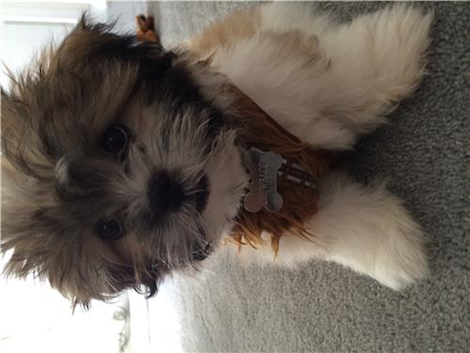 chewbacca teddy