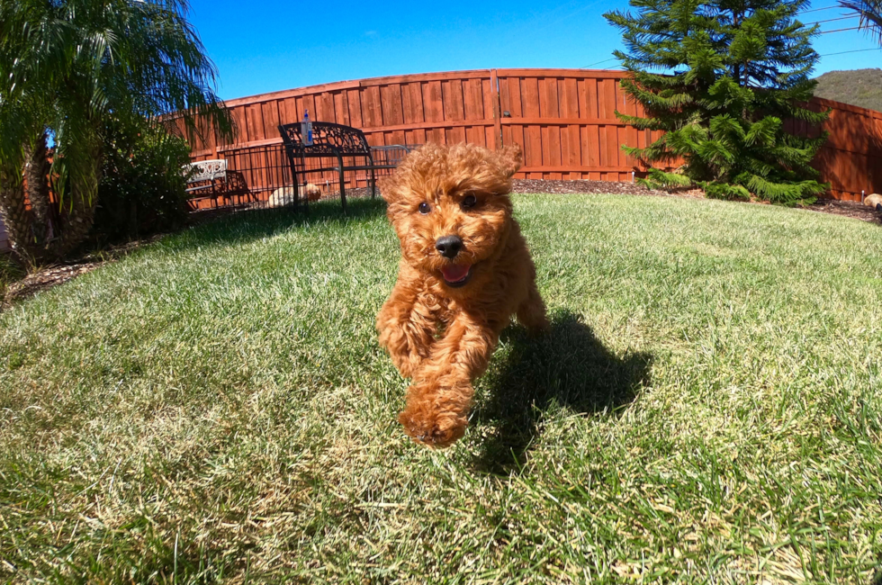 Male Mini GoldenDoodle puppy! - 12 week old Mini Goldendoodle