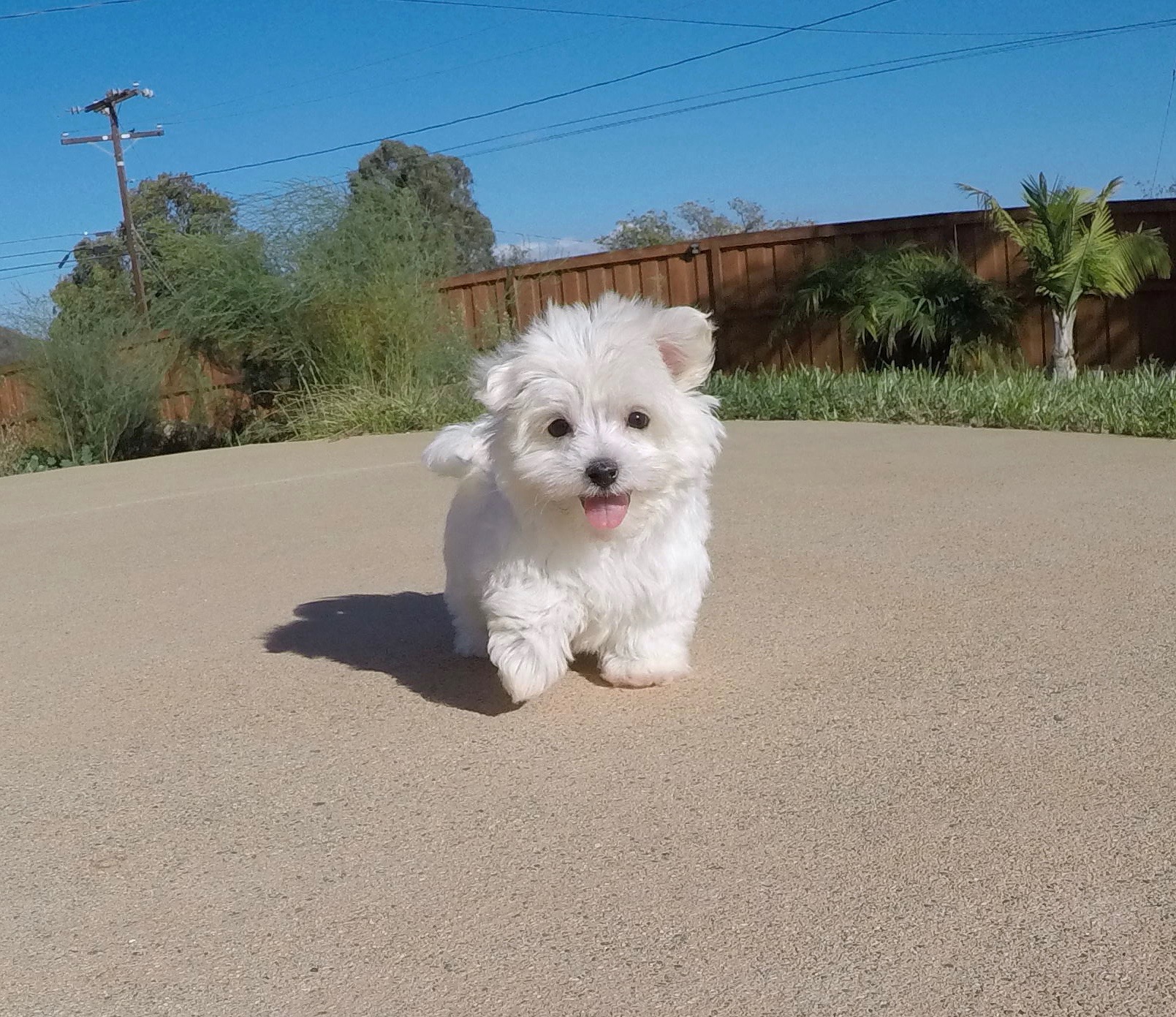 tiny maltipoo