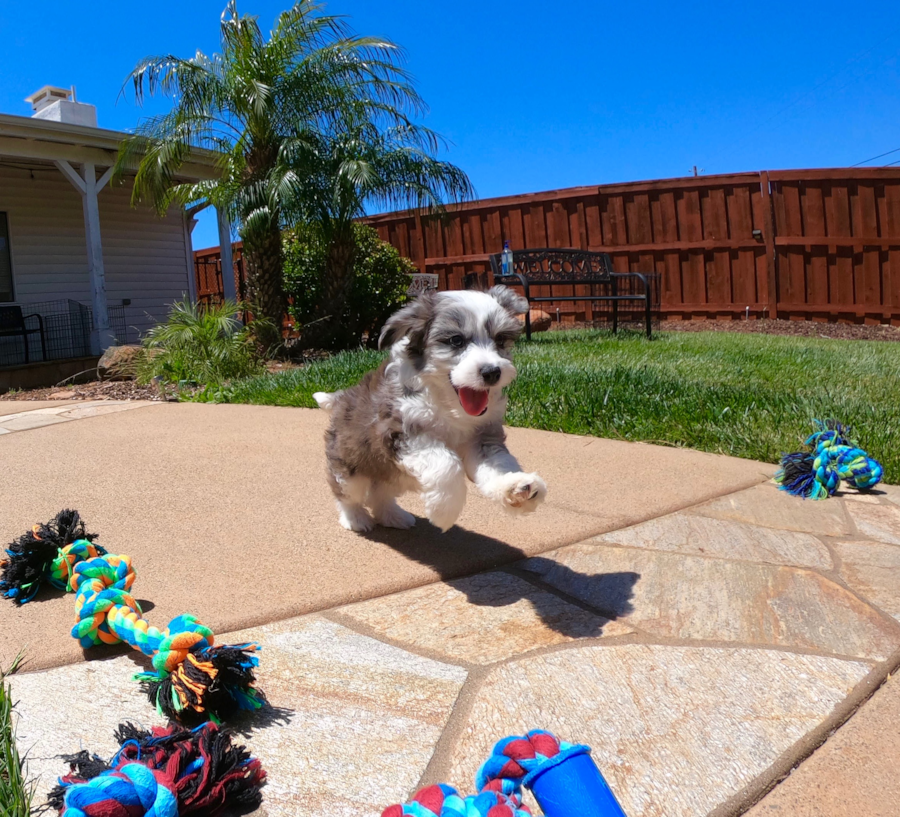 Male Mini AussiePoo puppy! 7