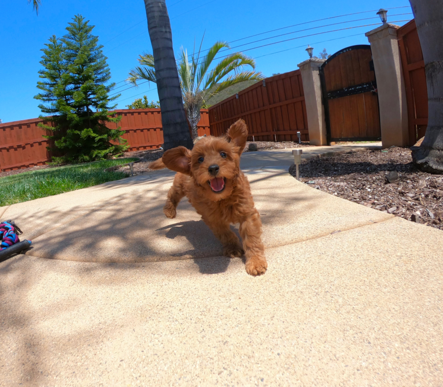 PERFECT Mini GoldenDoodle puppy! 4
