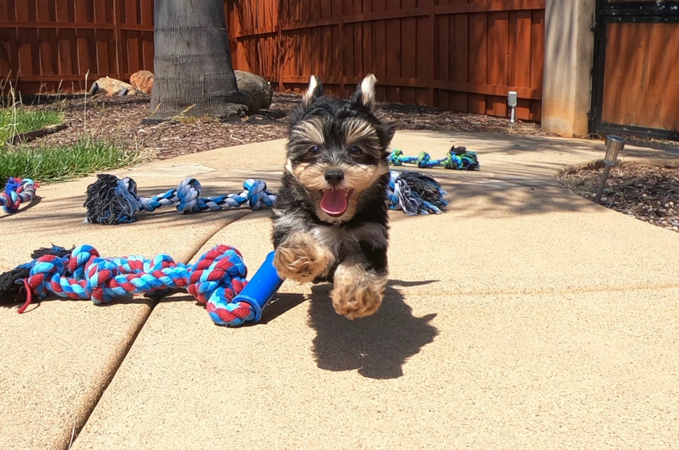 Teacup Yorkie Havanese Cavalier Teddy Bear Maltipoo Puppies For Sale In California San Diego