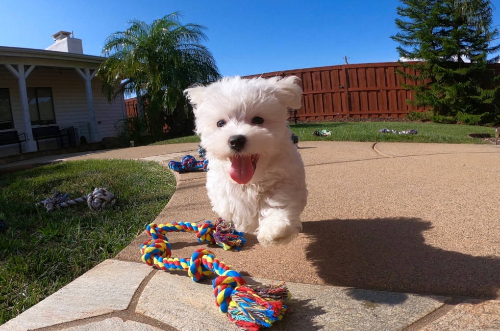 PERFECT male Maltese puppy!! - 12 week old Maltese