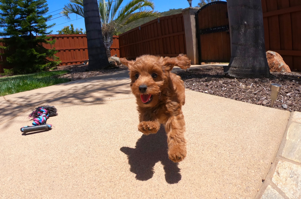 PERFECT Mini GoldenDoodle puppy! - 15 week old Mini Goldendoodle
